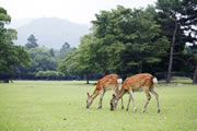 奈良公園