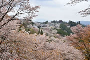 吉野山